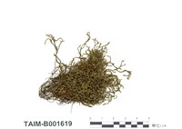 藏品(虎尾苔)的圖片